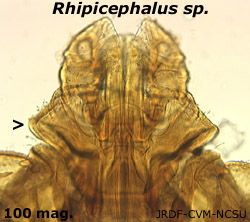 Rhipicephalus captiulum