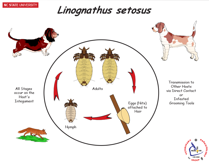 Linognathus setosus life cycle