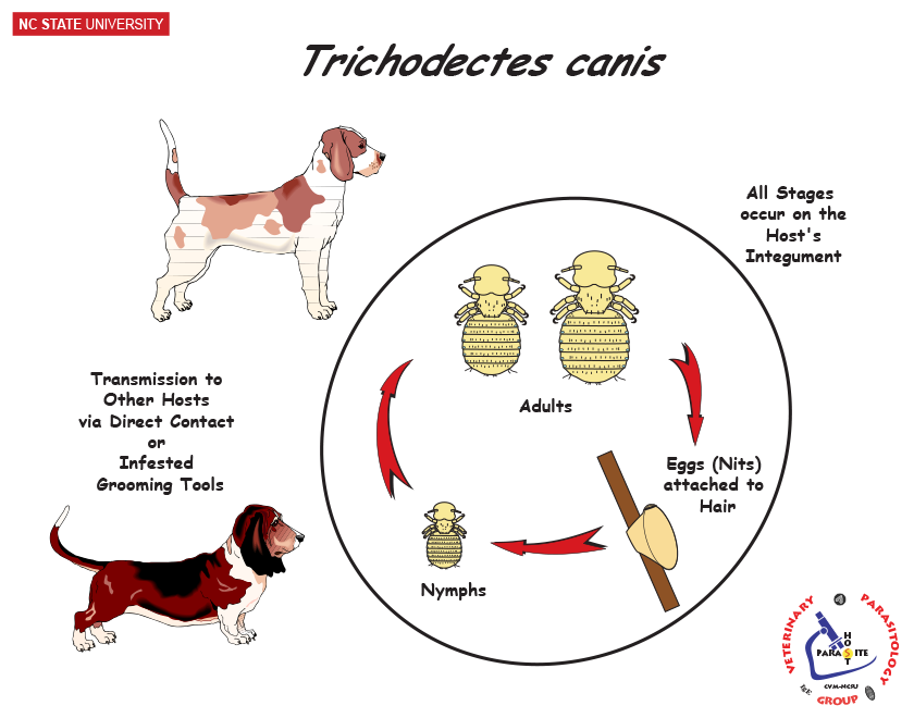 Trichodectes canis life cycle