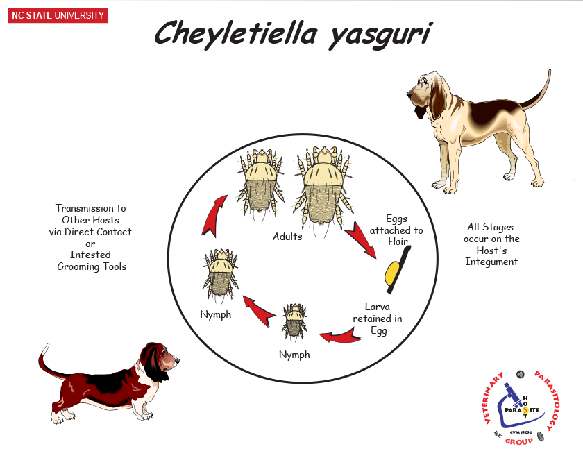 Cheyletiella yasguri life cycle