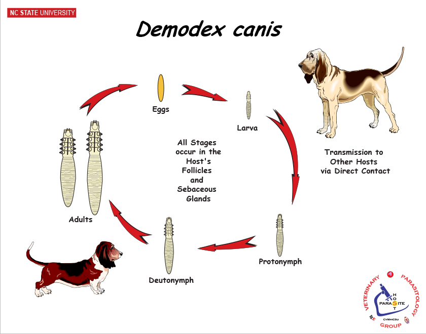 Demodex canis life cycle