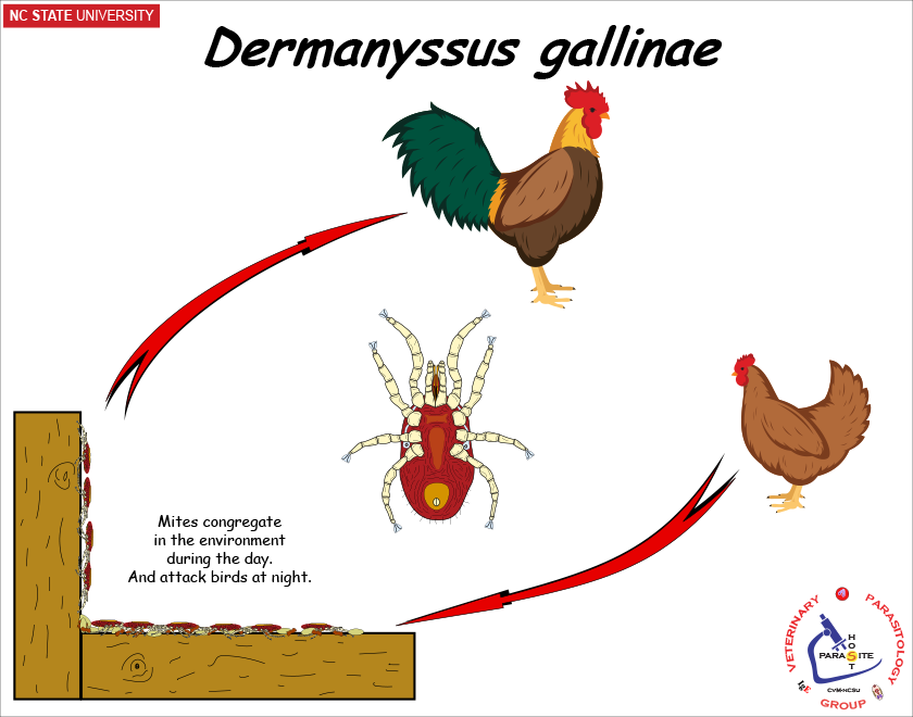 Dermanyssus gallinae life cycle