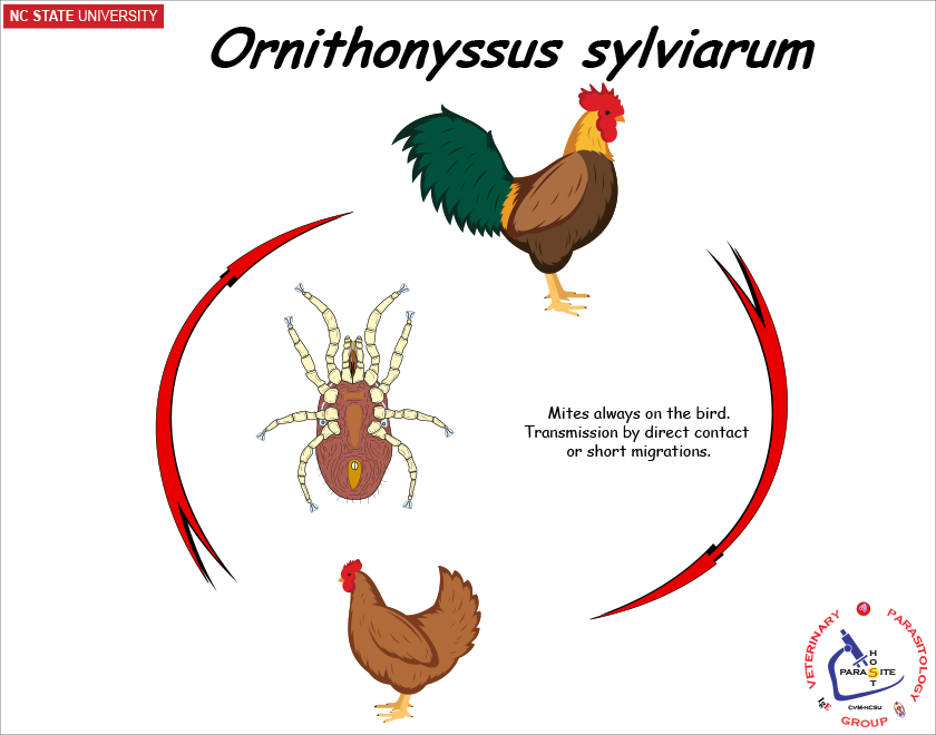 Ornithonyssus sylviarum life cycle