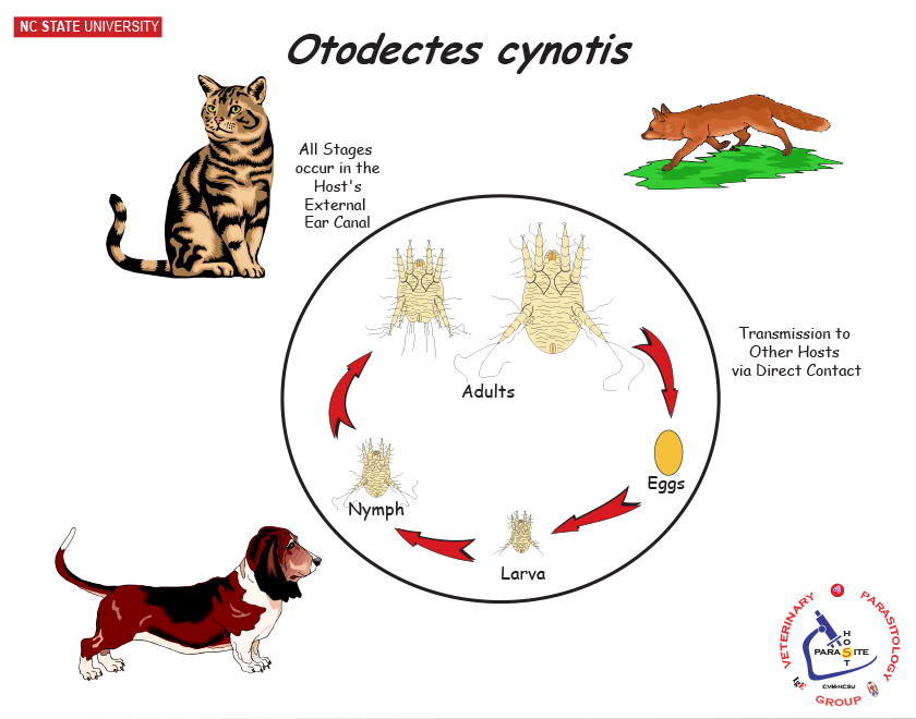 Otodectes cynotis life cycle