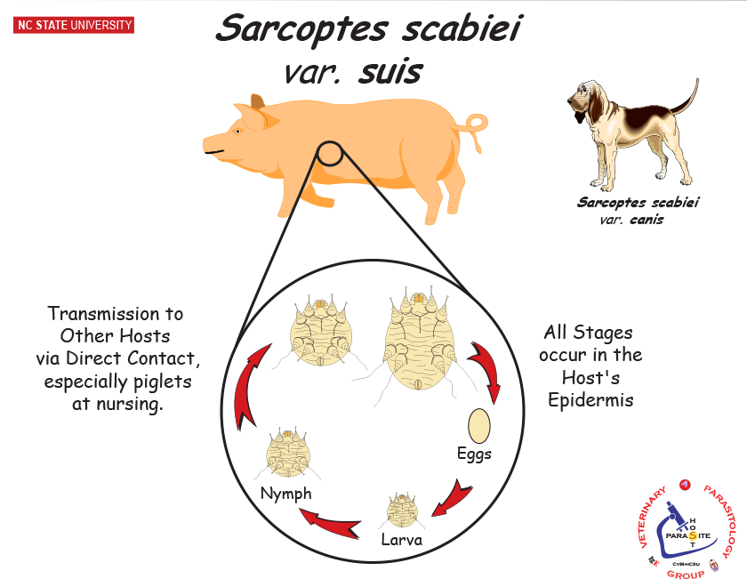 Sarcoptes scabiei life cycle