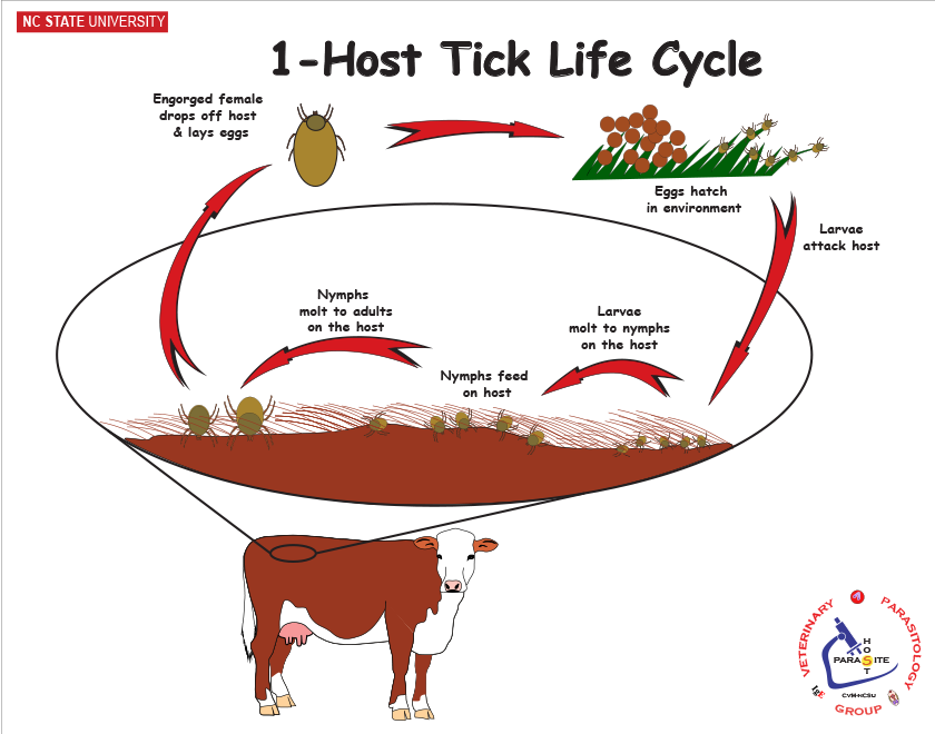 1-host tick life cycle