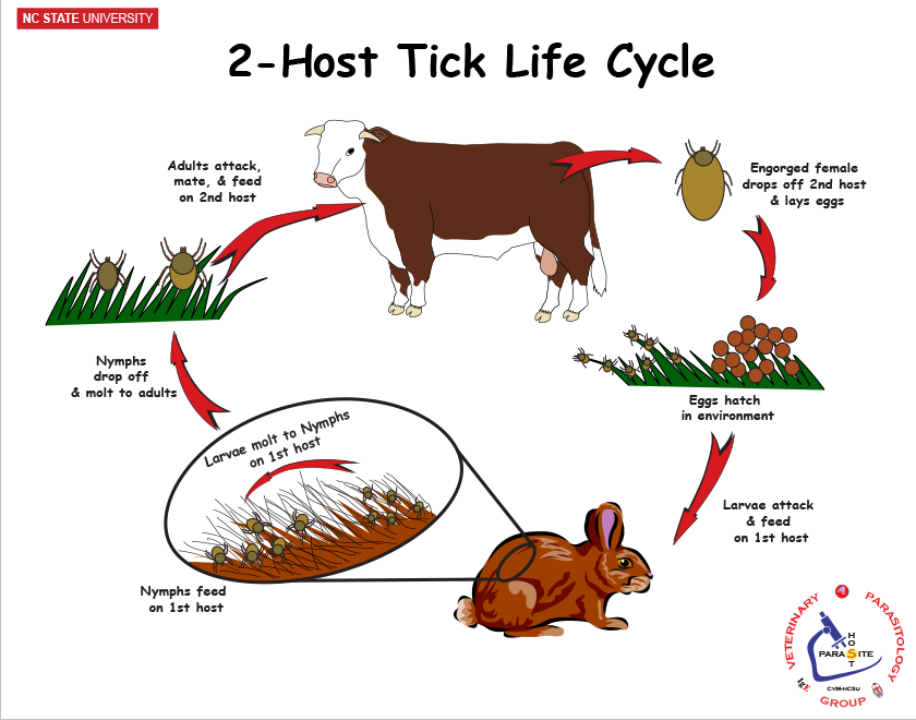 2-host tick life cycle