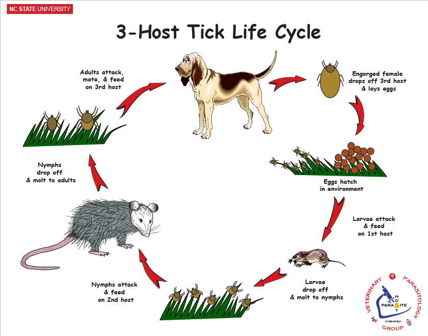 3-host tick life cycle