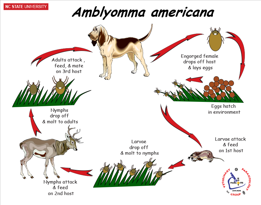 Amblyomma life cycle