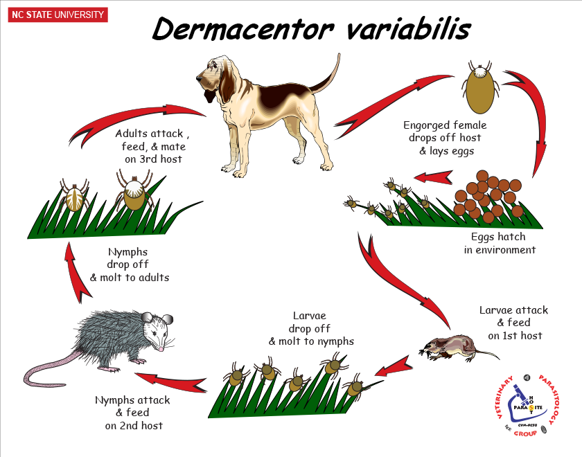 Dermacentor life cycle