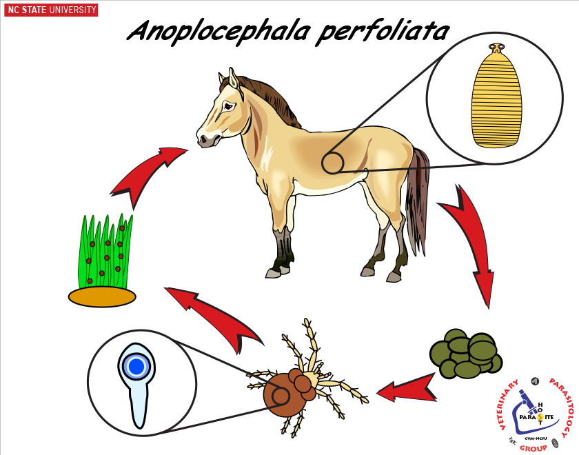 Anoplocephala perfoliata life cycle