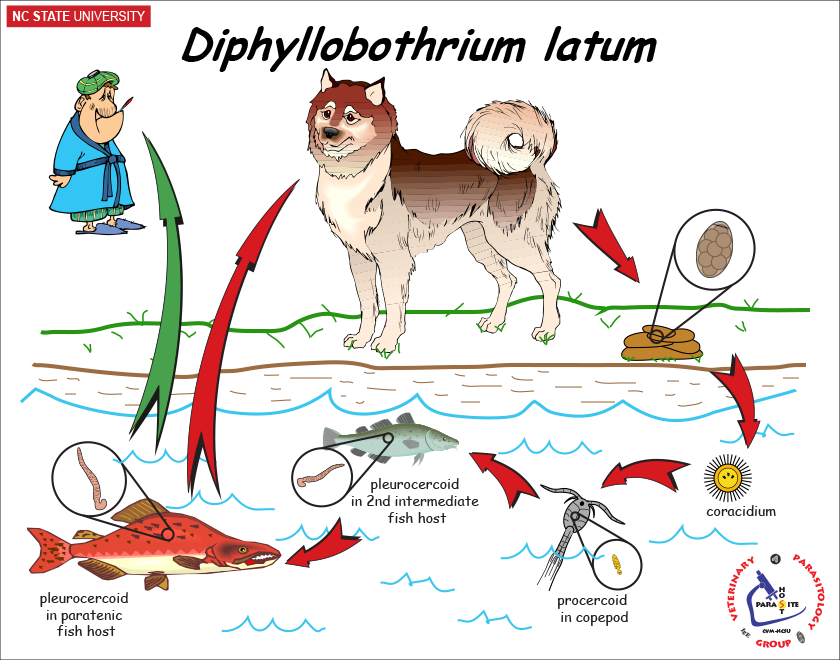 Diphylobothrium latum life cycle
