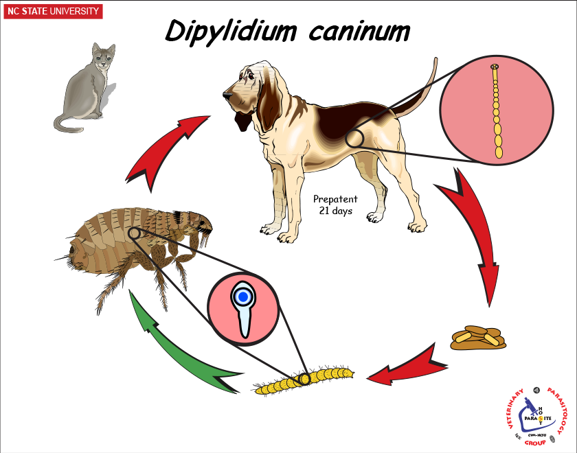 Dipylidium caninum life cycle