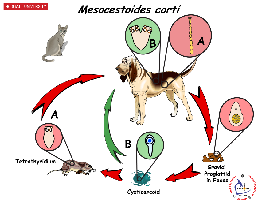 Mesocestoides corti life cycle