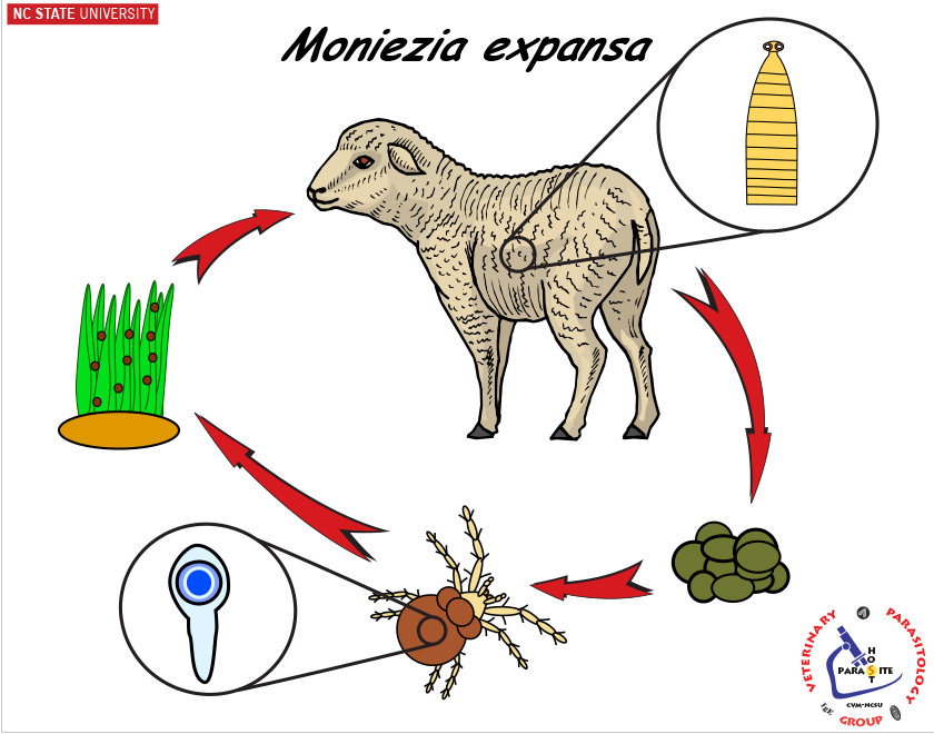 Moniezia expansa life cycle