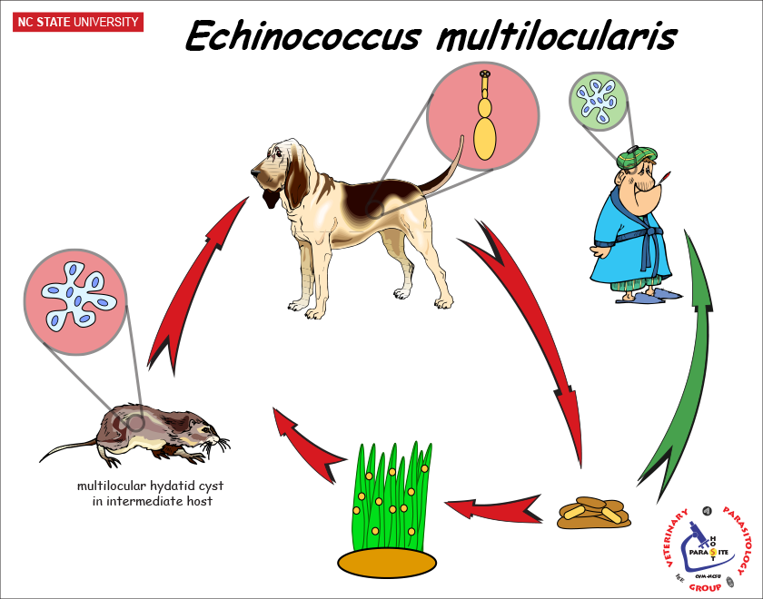 Echinococcus multilocularis life cycle