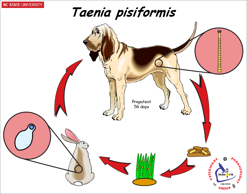 Taenia pisiformis life cycle