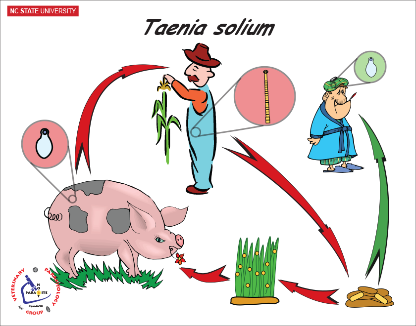 Taenia solium life cycle