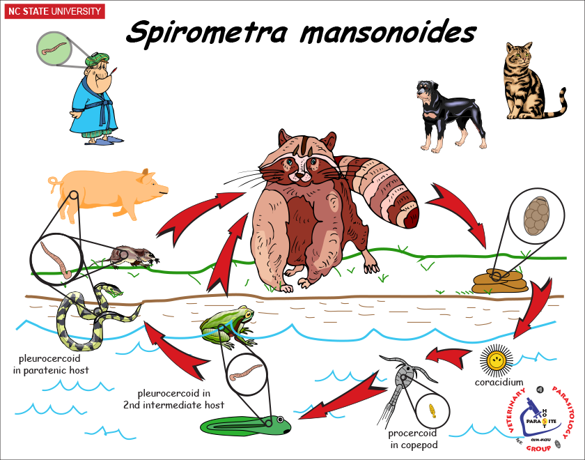 Spirometra mansonoides life cycle