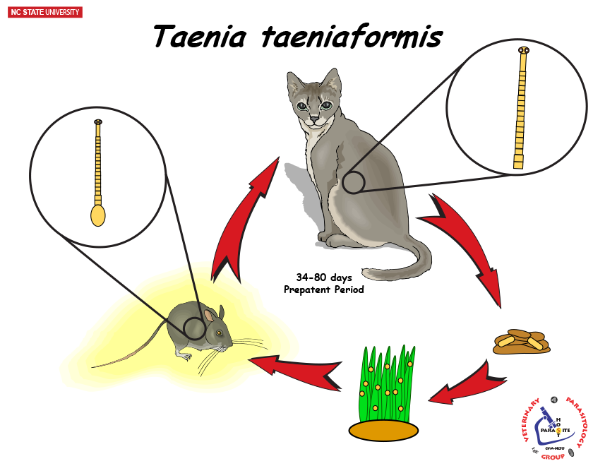 Taenia taeniaeformis life cycle