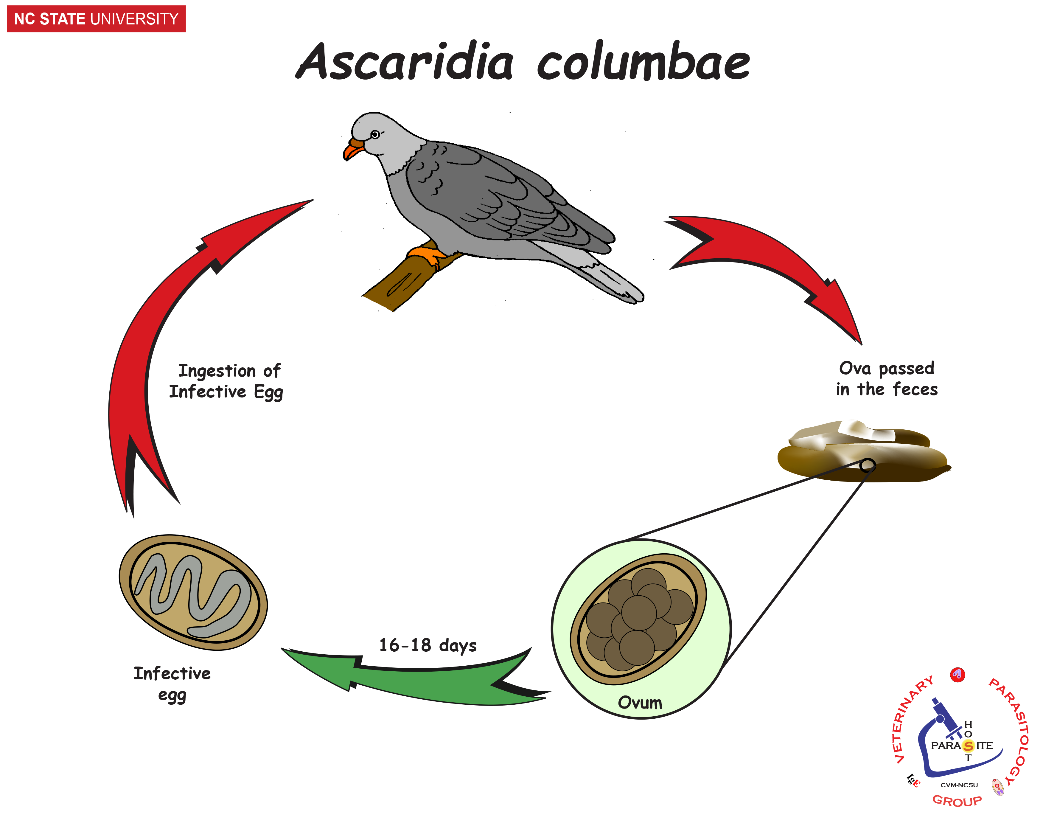 Ascaridia columbia life cycle