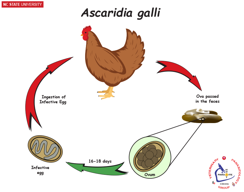 Ascaridia galli life cycle