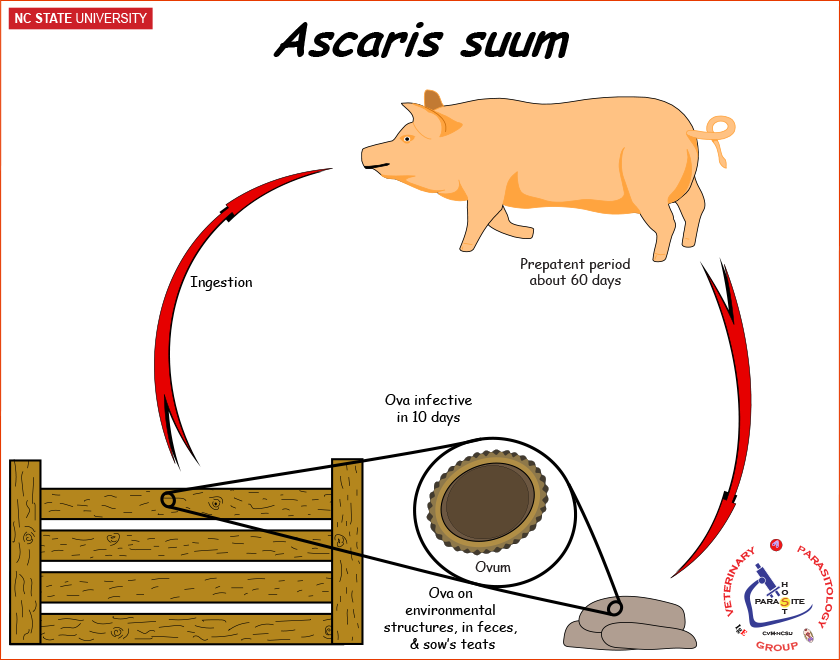 Ascaris suum life cycle