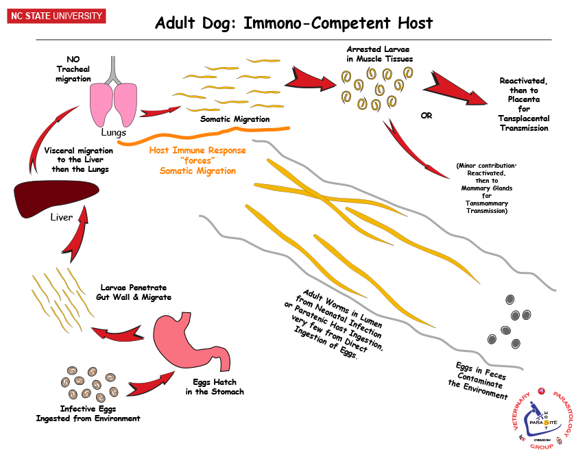 Toxocara in competent host