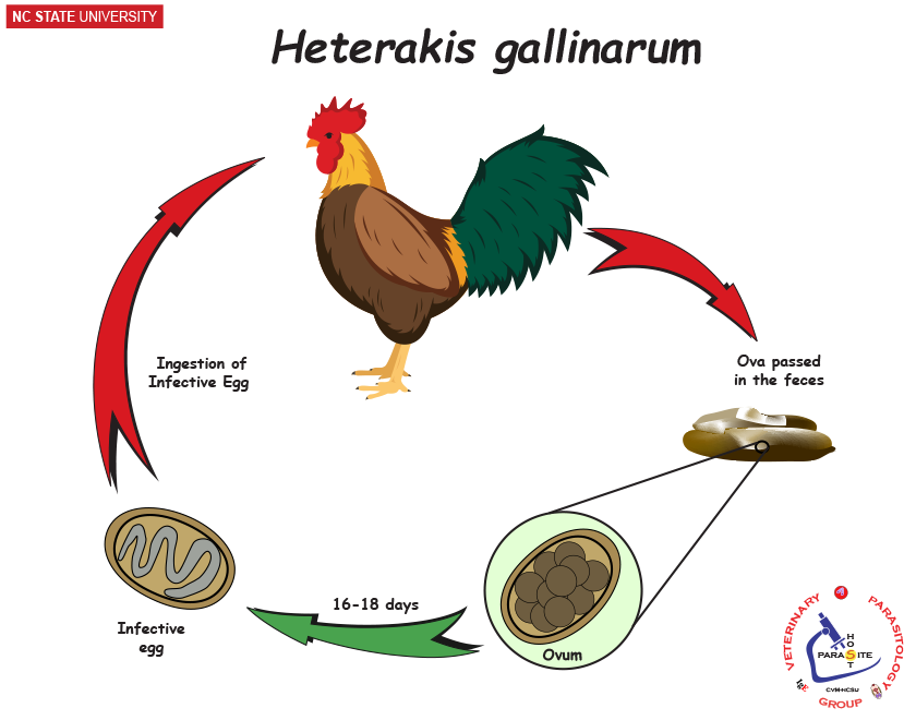Heterakis gallinarum life cycle