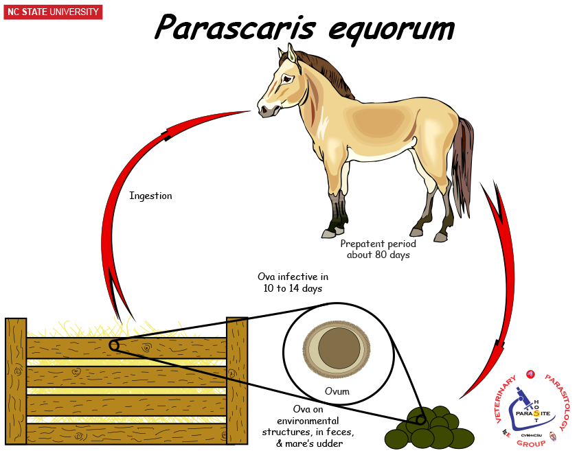 Parascaris equorum life cycle