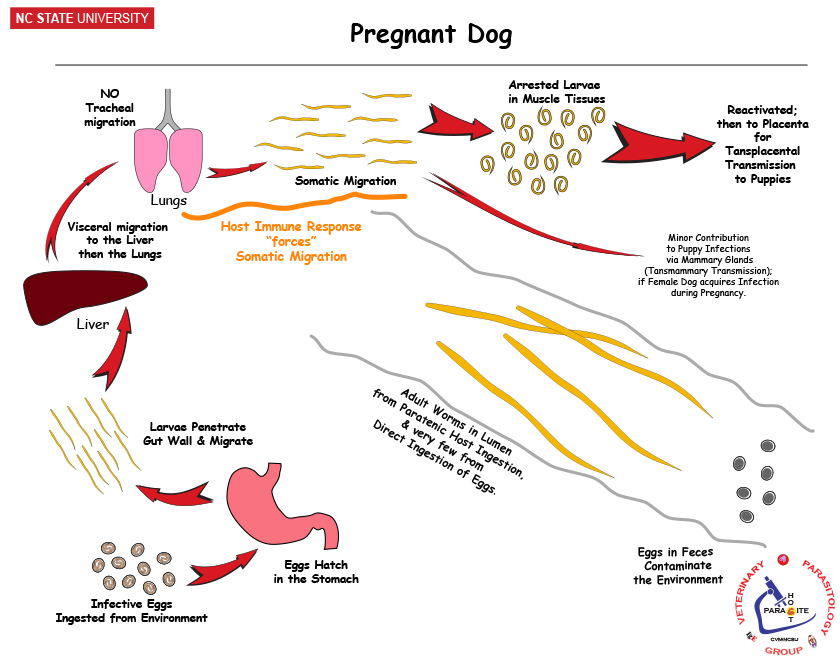 Toxocara in pregnant host