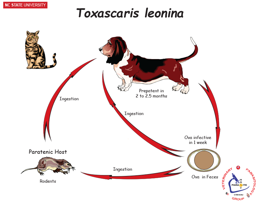 Toxascaris leonina life cycle