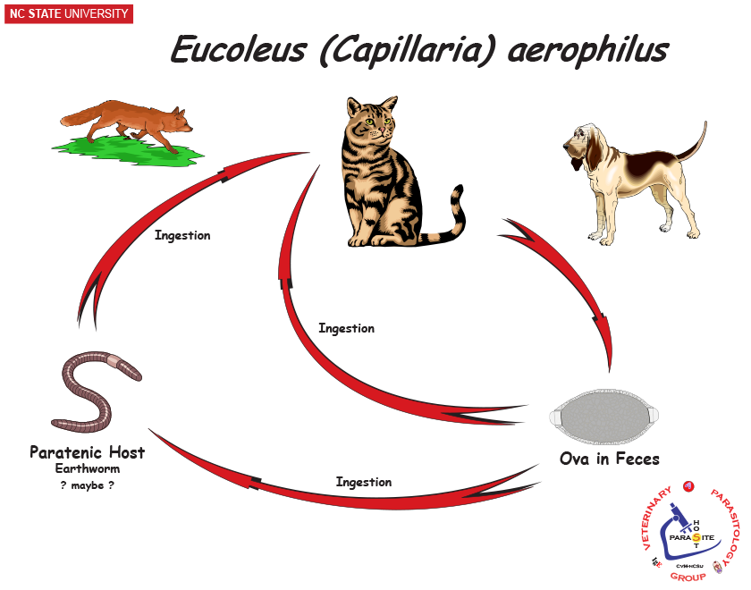 Eucoleus aerophilus life cycle
