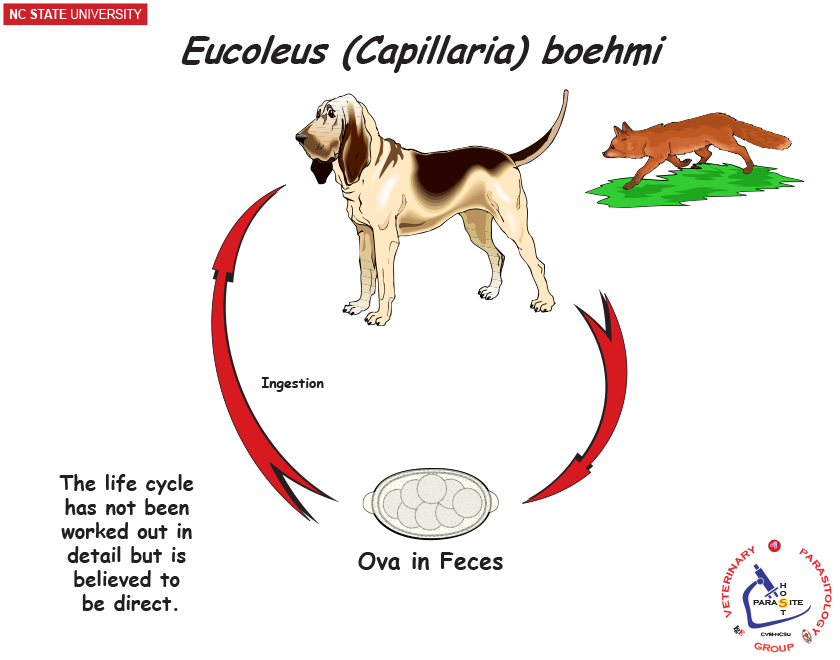 Eucoleus bohmi life cycle