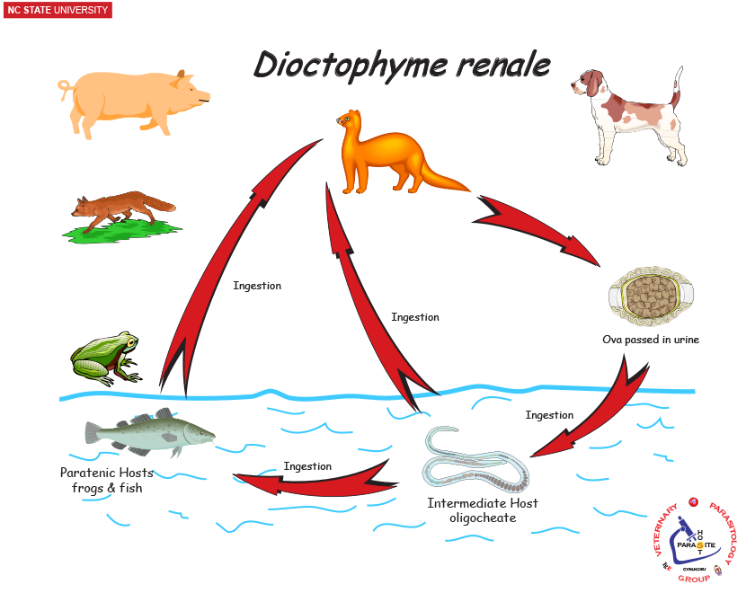 Dioctophyme renale life cycle