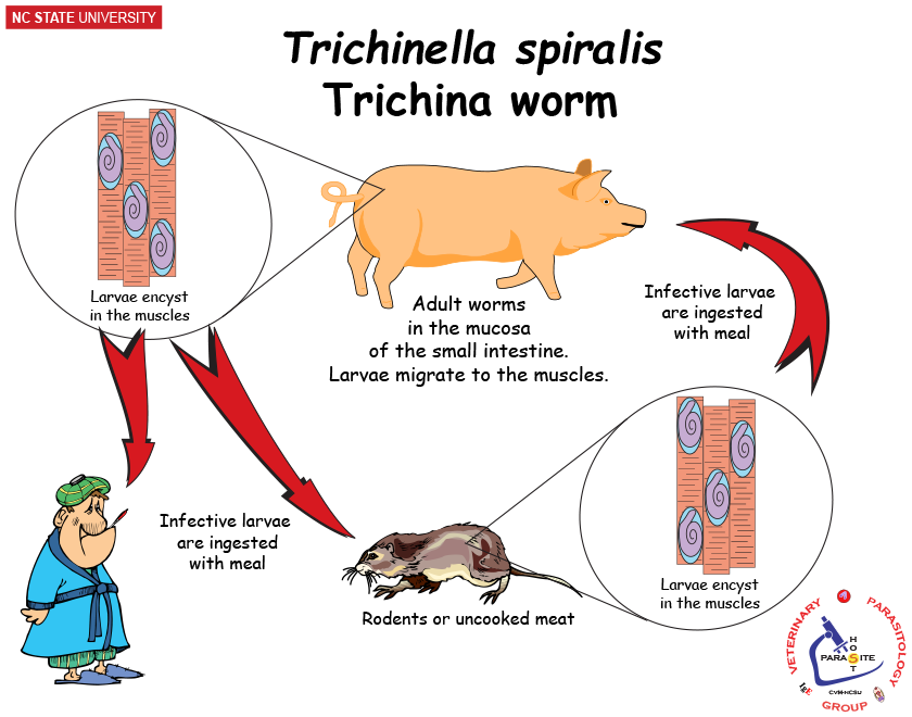 Trichinella life cycle