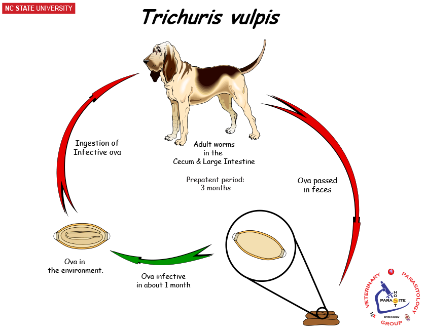 Trichuris vulpis life cycle