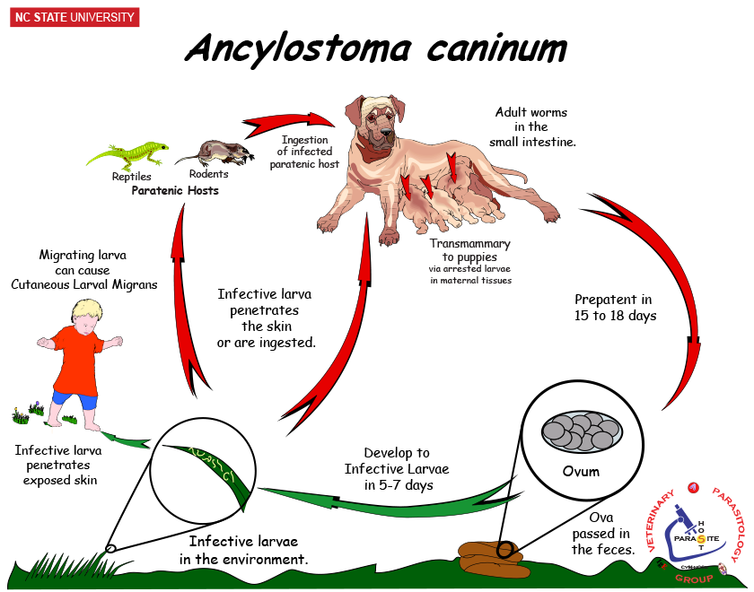 Ancylostoma caninum life cycle