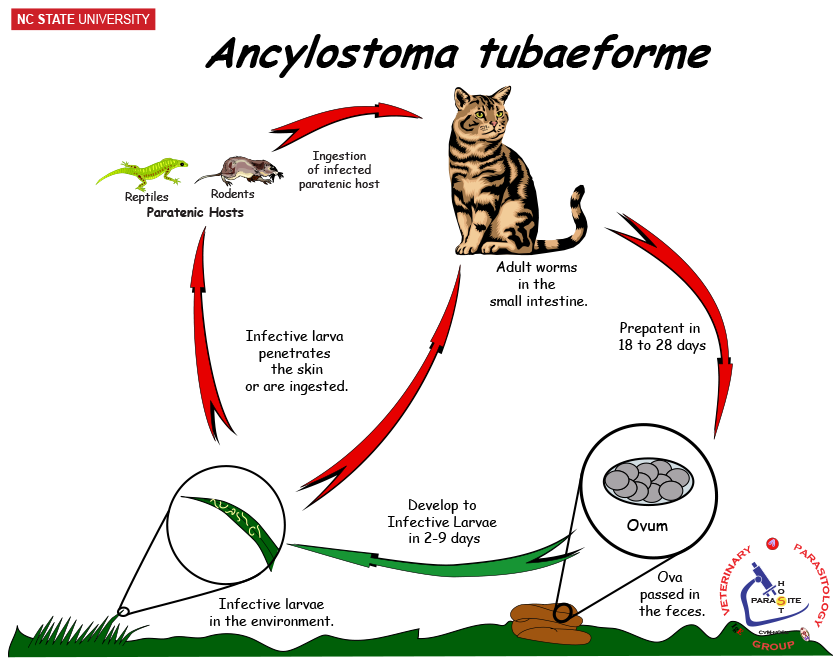 Ancylostoma tubaeforme life cycle
