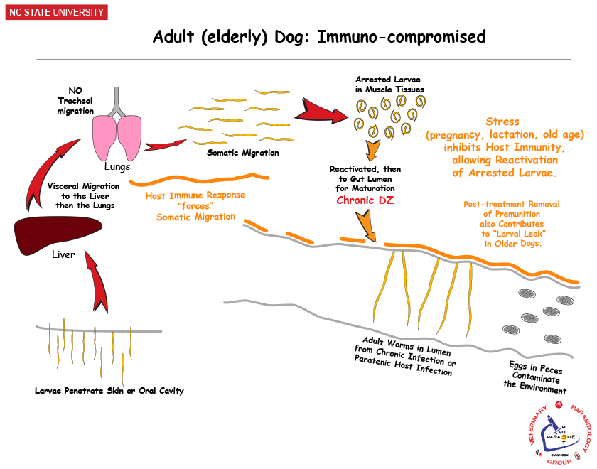 in immunosuppressed host