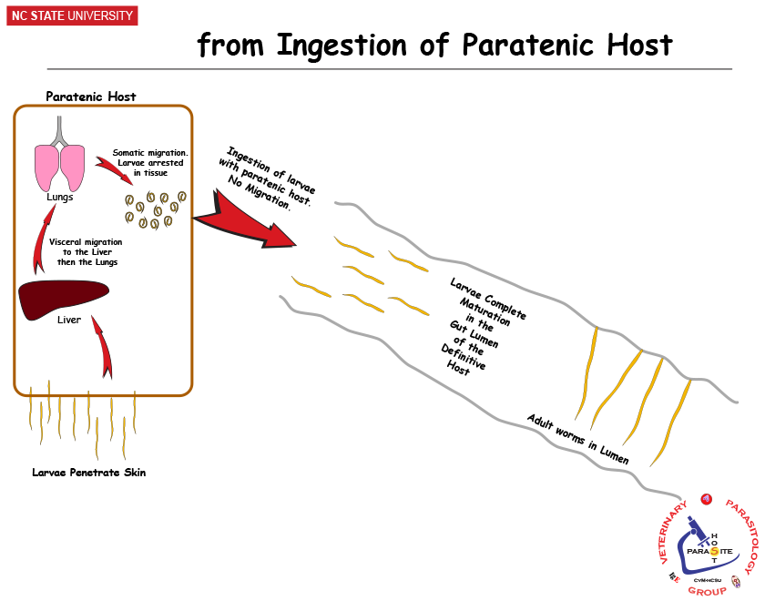 from paratenic host