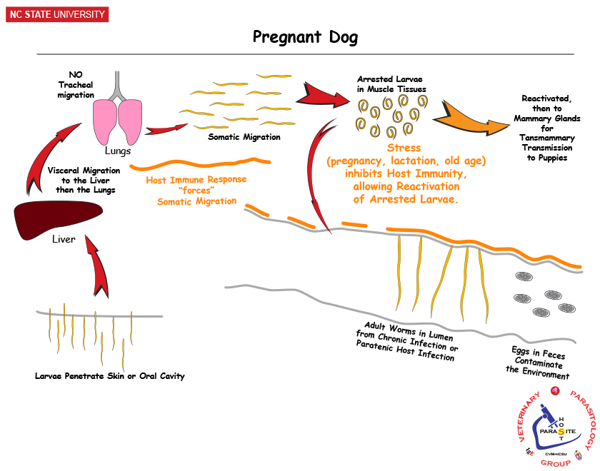 in Pregnant Host