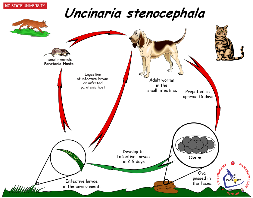 Uncinaria life cycle