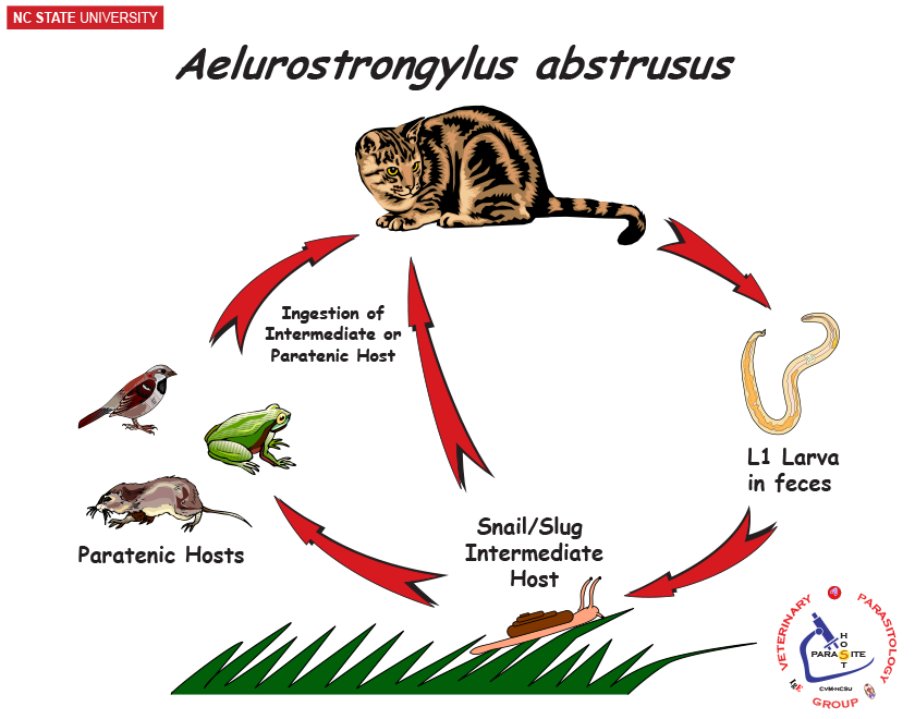 Aerlurostrongylus life cycle