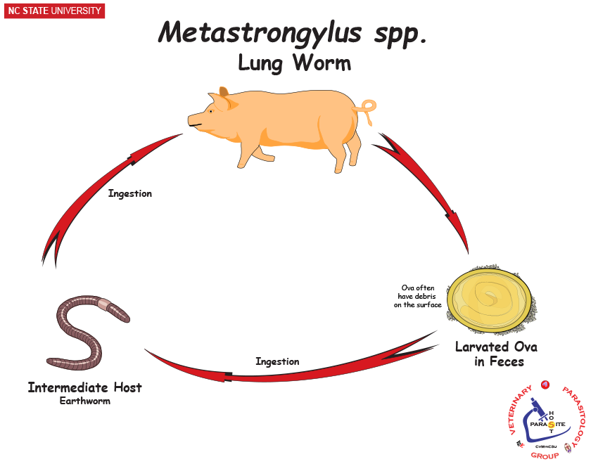 Metastrongylus life cycle