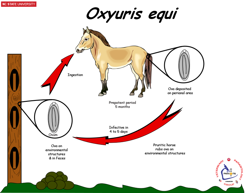 Oxyuris life cycle