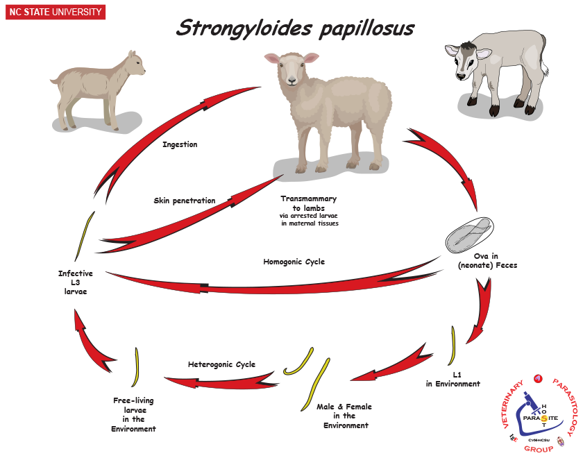 Strongyloides papillosus life cycle