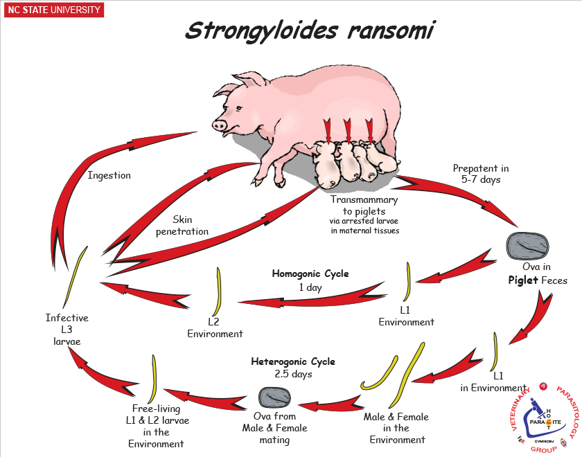 Strongyloides ransomi life cycle