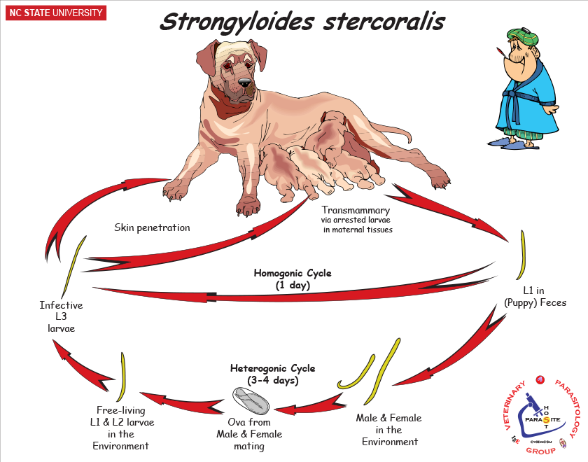 Strongyloides stercoralis life cycle