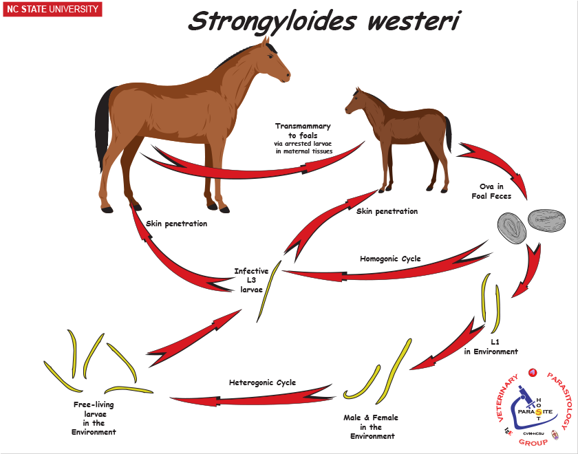 Strongyloides westeri life cycle